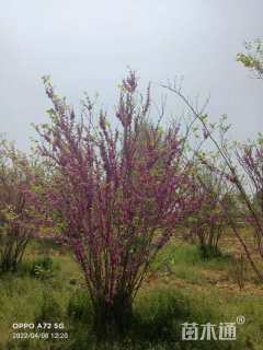 高度500厘米丛生紫荆