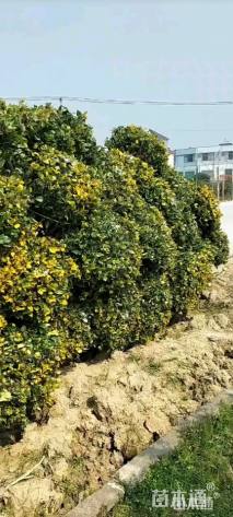 冠幅170厘米金森女贞球