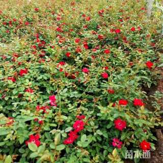 高度50厘米丰花月季