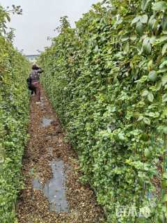 高度180厘米月季