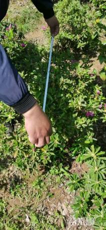 高度70厘米春鹃