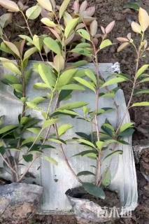 高度50厘米红叶石楠小苗