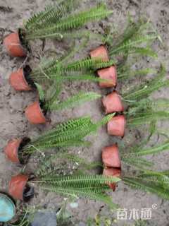 高度25厘米肾蕨