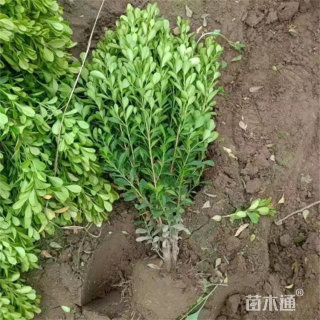 高度30厘米瓜子黄杨小苗