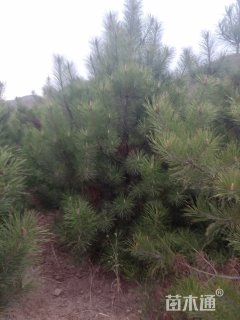 高度300厘米油松