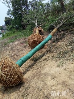 移植苗红榉