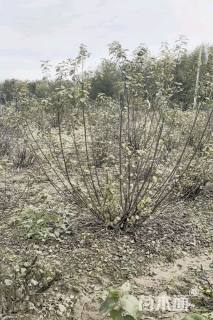 高度150厘米丛生榆叶梅