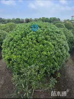 冠幅160厘米海桐球