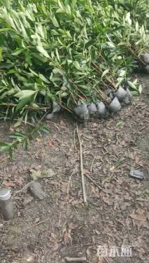 高度100厘米法国冬青