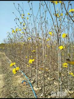 5公分黄花风铃木