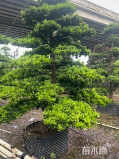 25公分造型台湾罗汉松