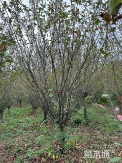 12公分垂丝海棠