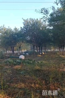 10公分速生国槐