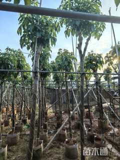 5公分紫花风铃木