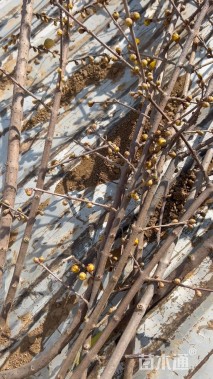 高度80厘米蜡梅