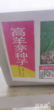 高羊茅种子高羊茅种子