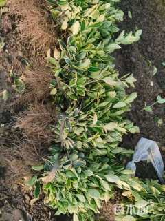 高度50厘米金边黄杨