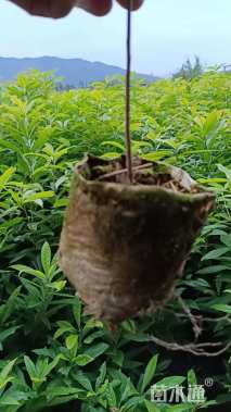 高度120厘米木荷小苗