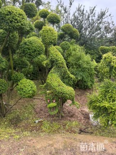 3.5公分造型亮晶女贞