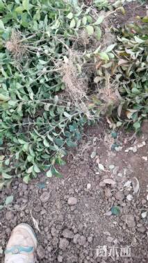 高度50厘米卫矛