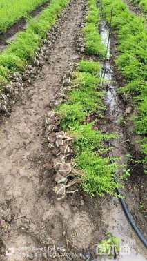 高度45厘米小叶女贞