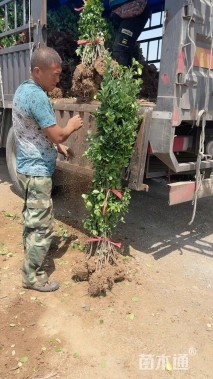 高度180厘米北海道黄杨