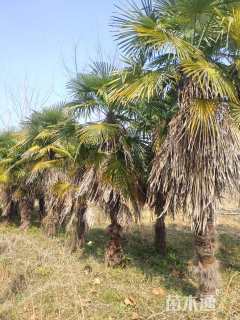 裸干高300厘米棕榈
