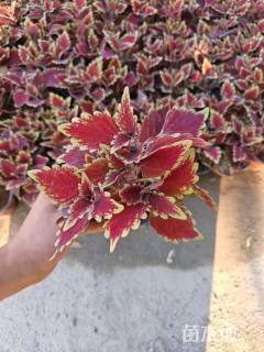 高度40厘米彩叶草