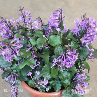 高度30厘米莫奈薰衣草