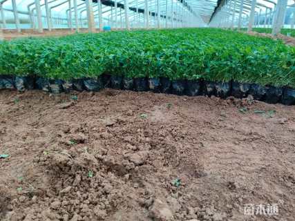 高度15厘米三叶草