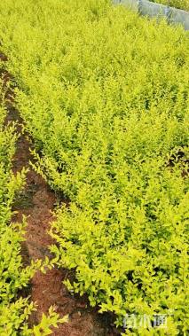 高度20厘米金禾女贞