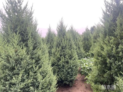 高度400厘米塔柏