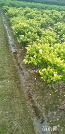 高度60厘米金森女贞