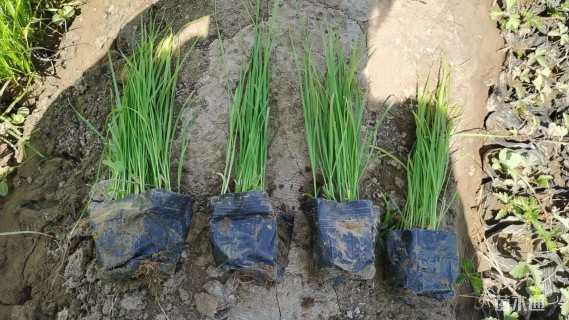 高度40厘米小兔子狼尾草