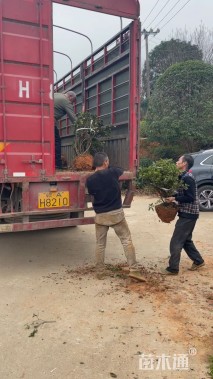 冠幅100厘米毛鹃球