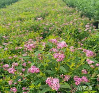 高度35厘米绣线菊