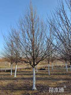 11公分欧洲小叶椴