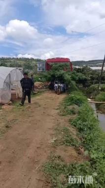 高度160厘米华山松