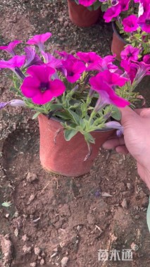 高度20厘米垂钓牵牛