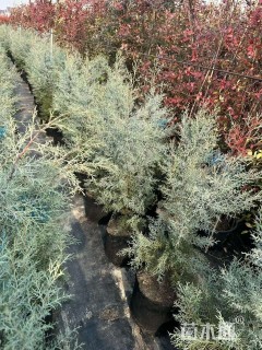 高度150厘米蓝冰柏