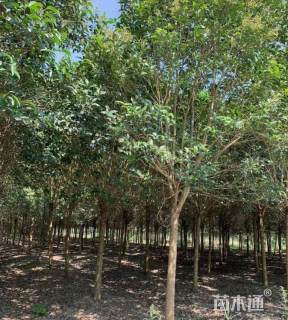 18公分大叶女贞