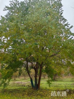 50公分(5杆)丛生乌桕