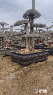 20公分对节白蜡