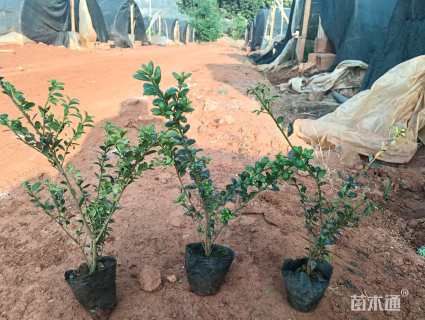 高度25厘米龟甲冬青