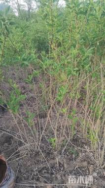 高度60厘米黄老虎