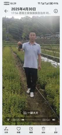 0.4公分大叶女贞