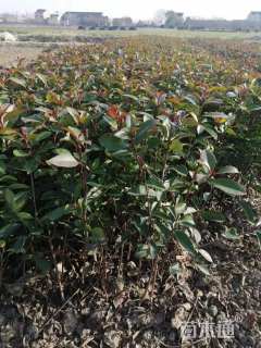 高度50厘米红叶石楠小苗