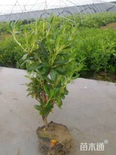 高度30厘米海桐