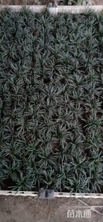 草卷状四季青草坪