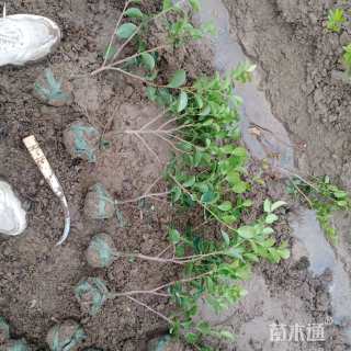高度35厘米茶梅